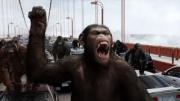 pissed off ape.jpg pissed off ape.jpg